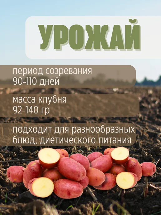 Семенной картофель Ред Фэнтези 5 кг, 5 кг, фото 3