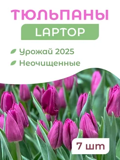 Луковицы тюльпанов семена многолетних цветов 326136137 купить за 190 ₽ в интернет-магазине Wildberries