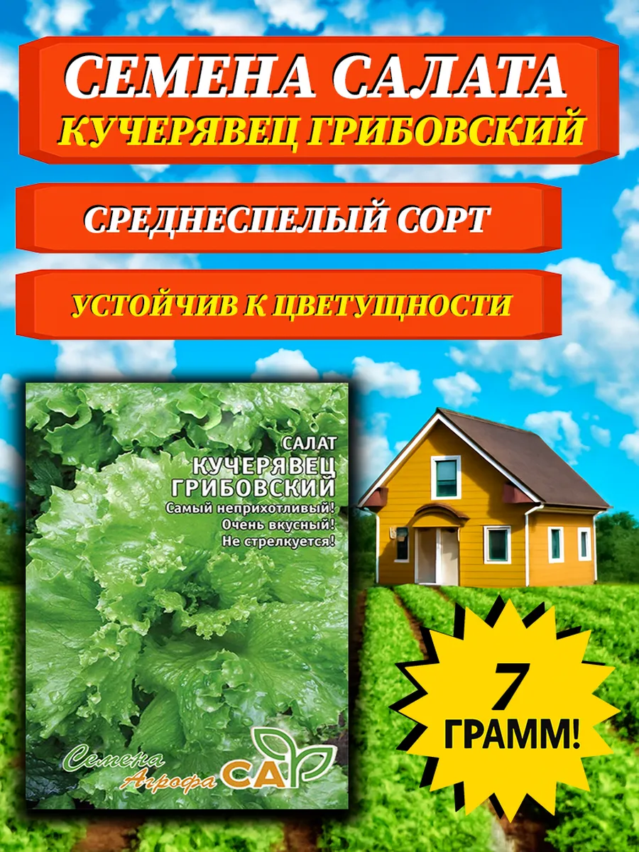 Семена салата кучерявец грибовский 7 грамм
