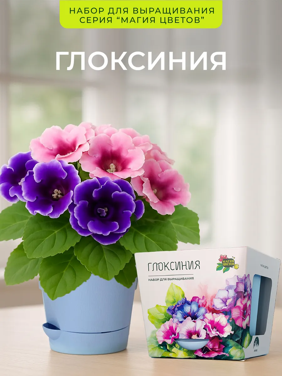 Глоксиния Набор для выращивания растений
