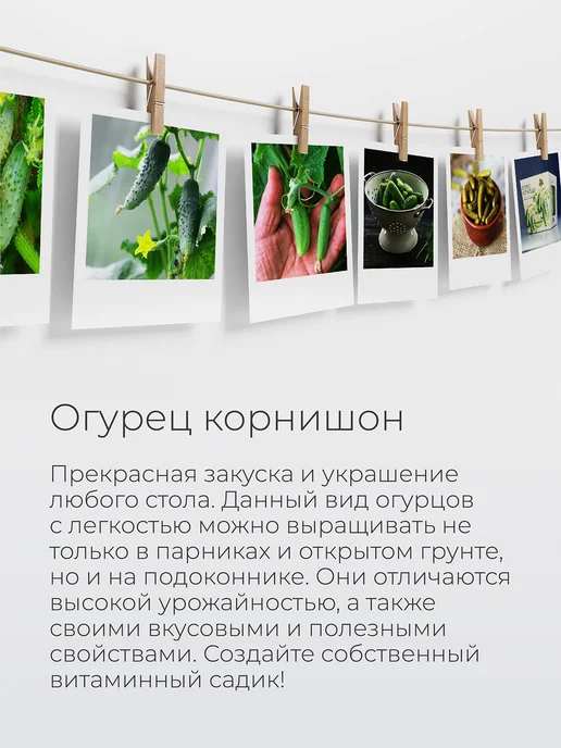 Магия Цветов Огурец корнишон Набор для выращивания растений, вариант, фото 5